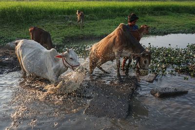 View of woman with bulls in pond