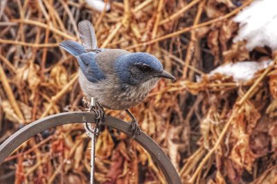 Close-up of bird perching outdoors