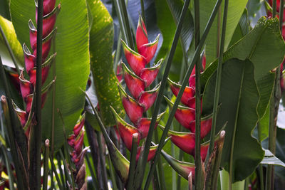 Close-up of red flowering plant