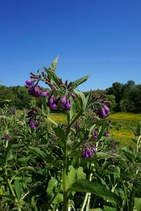 Close-up of purple flowers