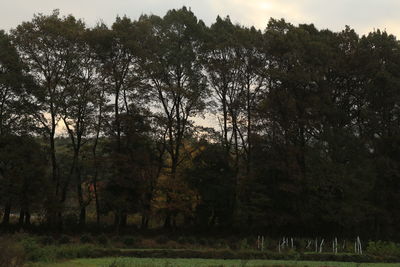 Trees on landscape against sky