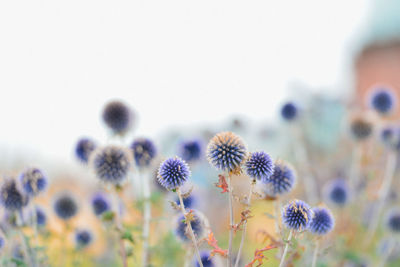 Close-up of flowers against blurred background