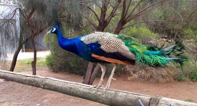 animal themes, animals in the wild, wildlife, one animal, tree, zoo, side view, animals in captivity, peacock, bird, forest, nature, tree trunk, full length, branch, day, no people, outdoors, animal head, sunlight