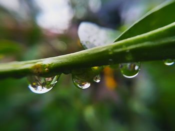 Close-up of water drops on plant