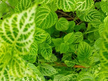 High angle view of fresh green leaves