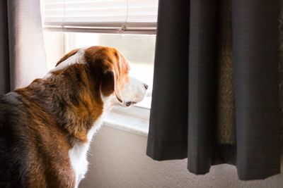 Close-up of dog looking through window at home