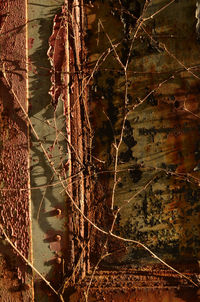 Close-up of plants in forest