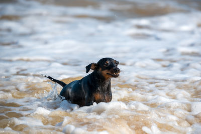 Dog on snow