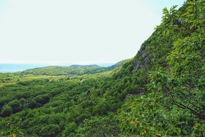 Scenic view of green landscape against clear sky