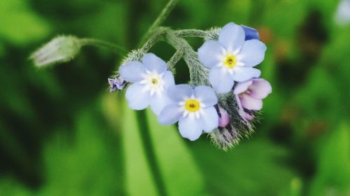 Close-up of white flowers