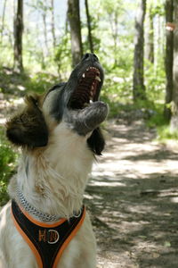 Close-up of a dog in the forest