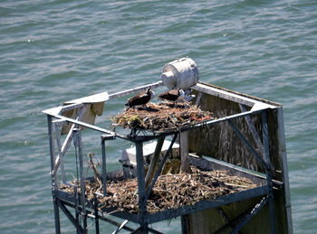 High angle view of bird on pier over sea