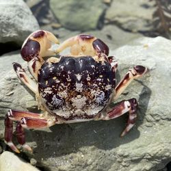 High angle view of crab on rock