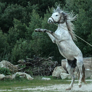 Horse standing by trees