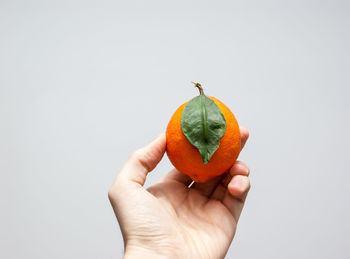 Close-up of hand holding orange against white background