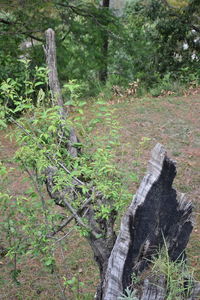 Trees growing in forest