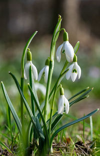 Close-up of snowdrops on field