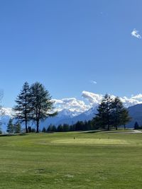 Trees on field against blue sky