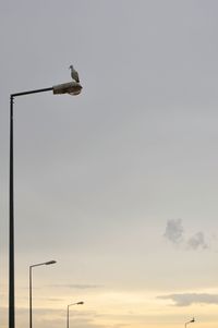 Low angle view of bird perching on street light