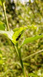 Close-up of insect on plant