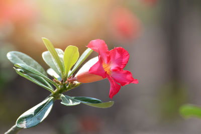 Close-up of pink flowering plant