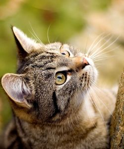 An adorable brown cat looks at something up in the tree.