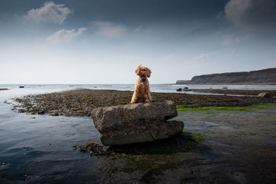 Ginger cockapoo at kimmeridge bay, dorset