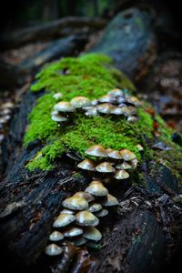 Close-up of mushrooms growing on tree trunk