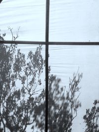 Close-up of snow on plants against sky