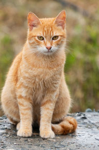 Cyprus domestic cat, ginger color