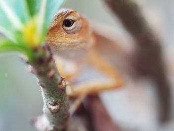 Close-up of lizard