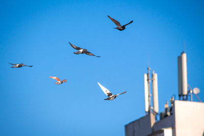 Birds flying with its wings opened during a sunny day