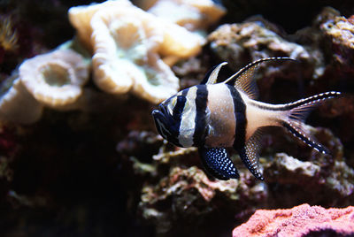 Close-up of fish swimming in aquarium