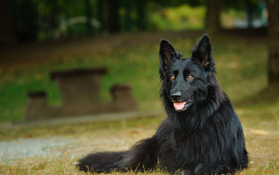 Portrait of black dog sitting on field