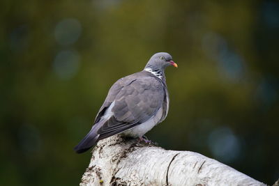 Close-up of bird perching on wood