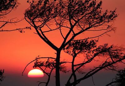 Silhouette of trees at sunset