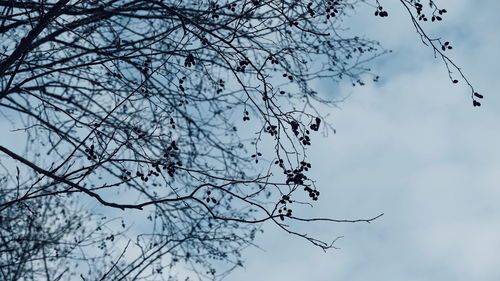 Low angle view of flowering plant against sky