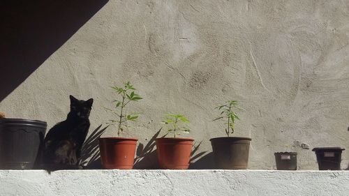 Cat on potted plant against wall