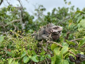  iguana of us virgin islands 