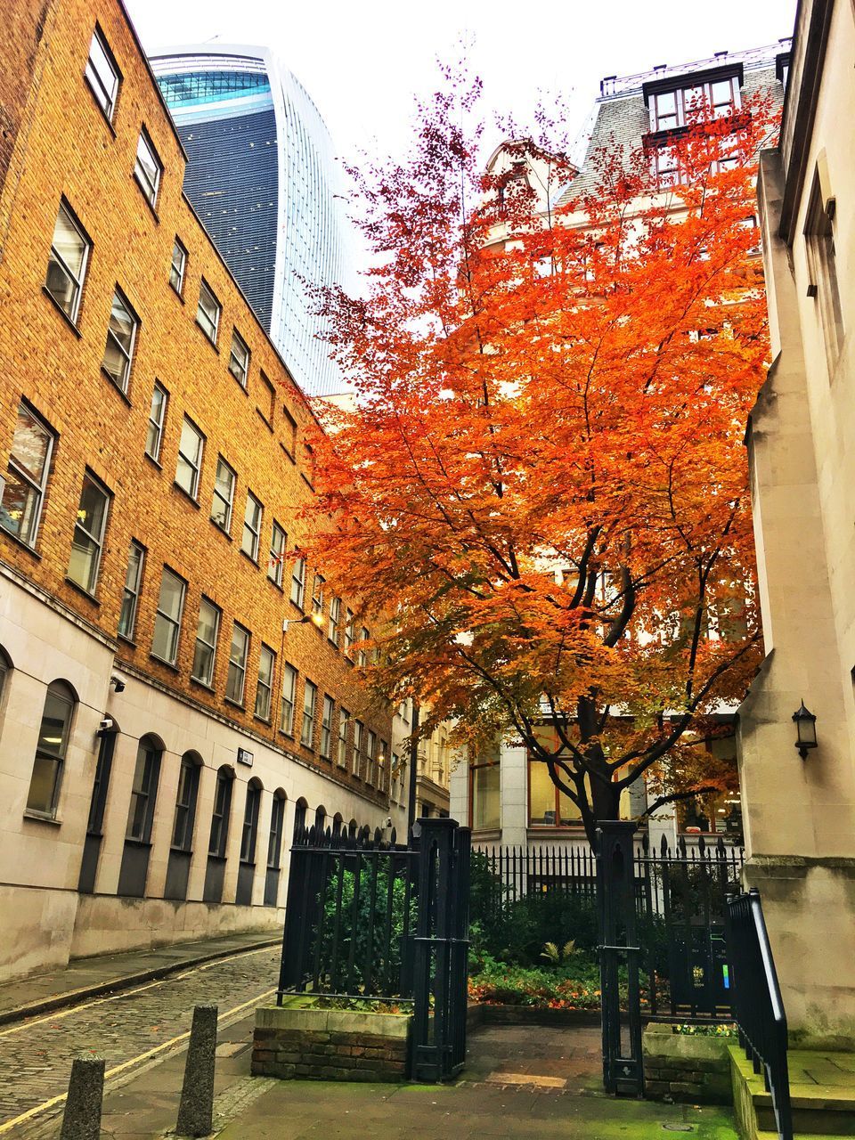 TREES AND BUILDINGS IN CITY