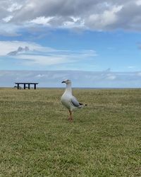 Seagull on a land