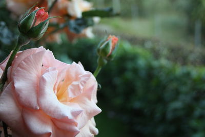 Close-up of rose against blurred background