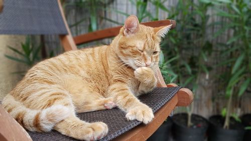 Cat resting on chair