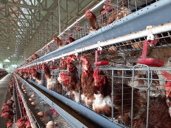 View of birds in cage