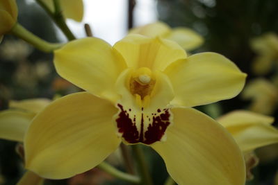 Close-up of yellow flower blooming outdoors