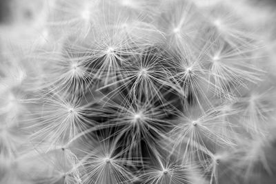 Close-up of dandelion on plant