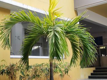 Low angle view of palm tree by building