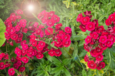 Close-up of pink flowering plants