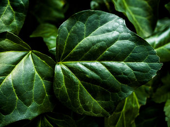 Close-up of green leaves