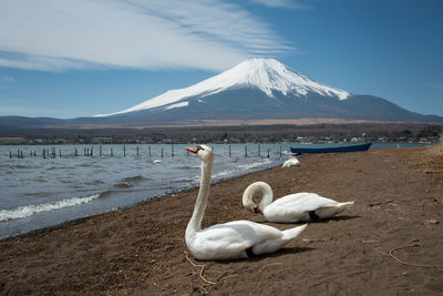 View of swans on shore